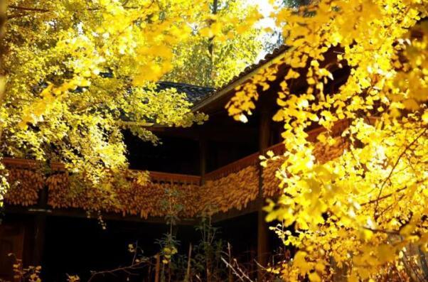 在最美的季節(jié)遇見你 雅居樂“上山下?!斌w驗行